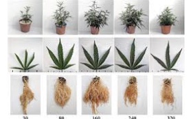 Cannabis Plant Nutrients: A Beginner’s Guide